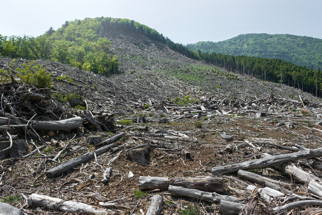 Dampak Deforestasi terhadap Keseimbangan Lingkungan